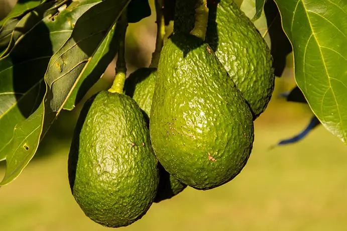 Avocado frisch am Baum
