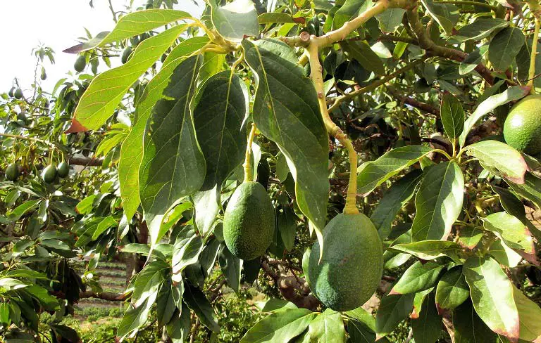 Avocado hängend am Baum