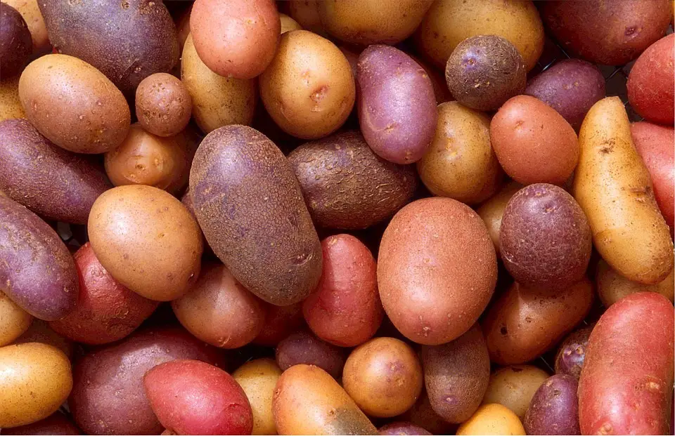 Kartoffel - Alles über Kartoffeln