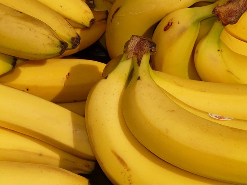 Bananen Sterben Aus Die Geschichte Wiederholt Sich Wiressengesund