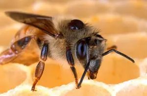 Bienen und Abgase