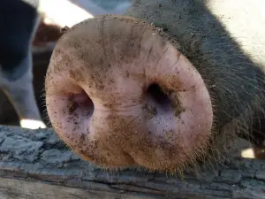 Der Einsatz von Antibiotika in der Tiermast sinkt nur langsam