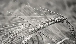 Was ist gesunde Ernährung?