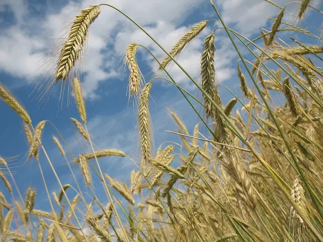 Bio-veganer Landbau