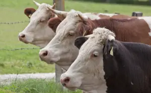 Ist Milch wirklich so gesund?