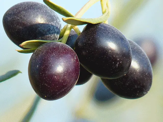 Schwarze Oliven – gesund oder nicht?