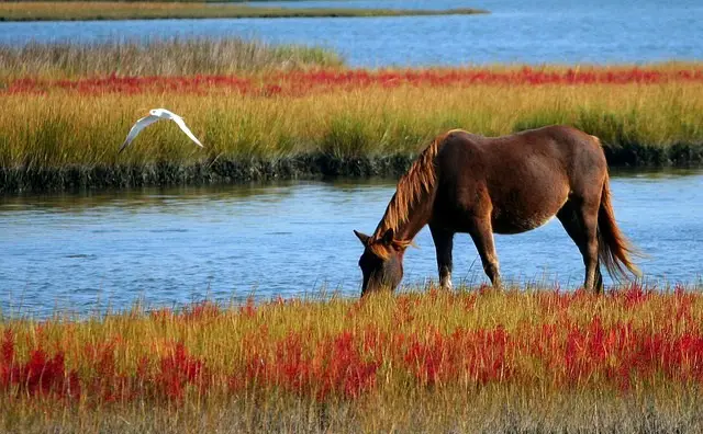 Pferd in der Natur