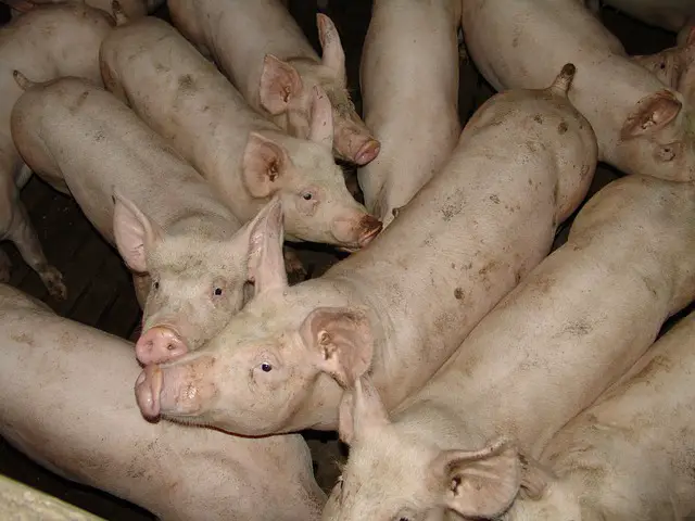 Schweineproduzentenlobby gegen VeggieDay
