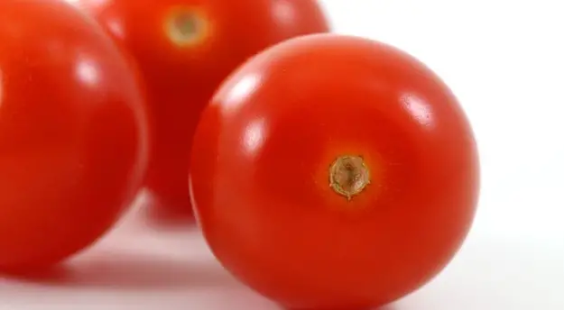 Tomaten – rot, grün, giftig