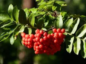 Vogelbeeren essbar