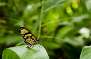 Was machen Polyphenole in unserem Essen