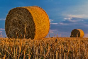 Stroh im Brot