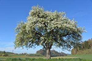 Obstbaum