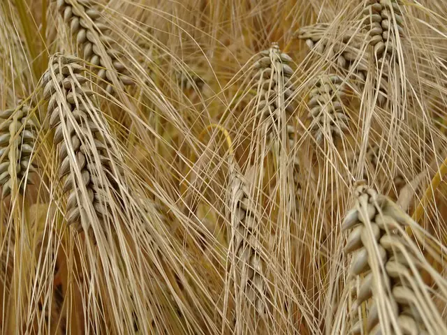 Grundregeln vollwertige Ernaehrung