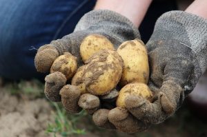 Kartoffeln machen dick