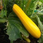 Zucchini (gelb)