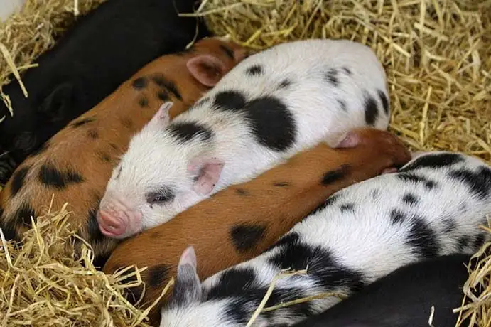 Antibiotika in der Schweinemast