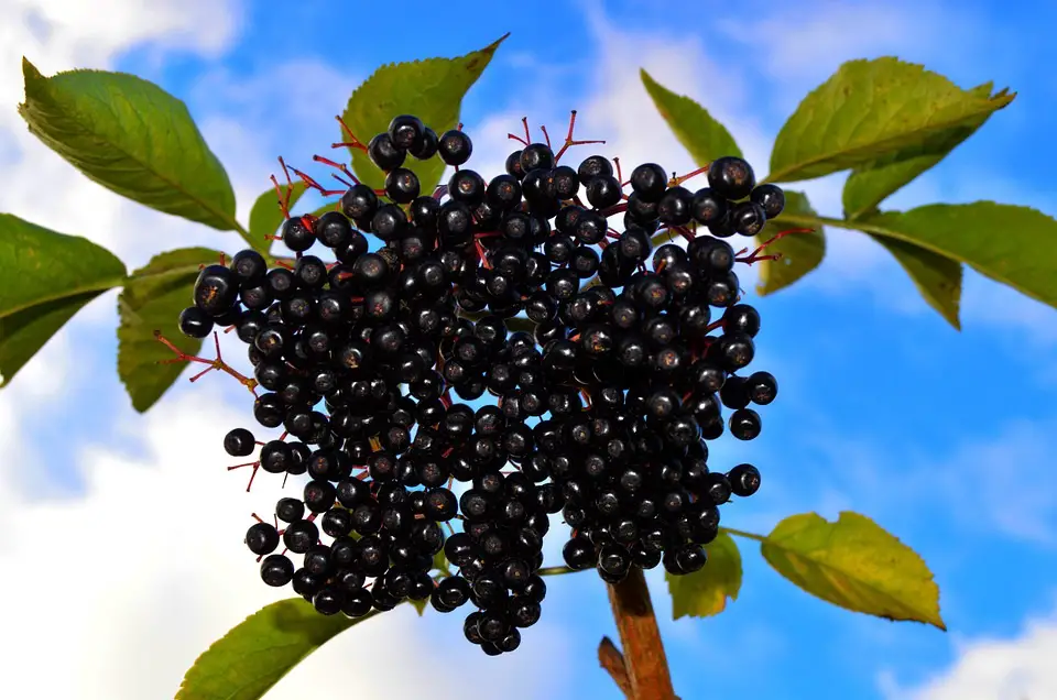 Muttersaft Aronia