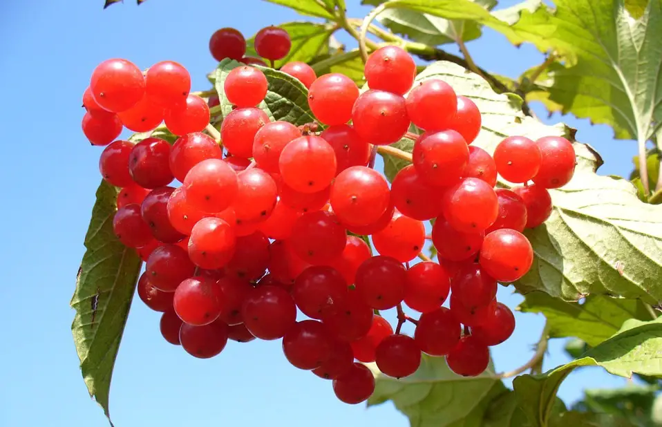 Muttersaft Cranberry