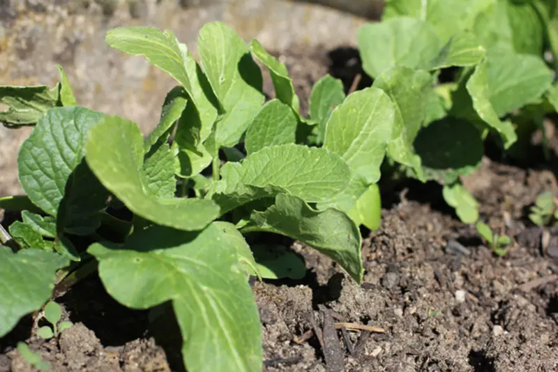 ﻿﻿Gartenblog: Mein erster Frühling