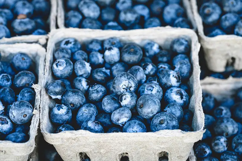 Heidelbeeren heimische Superfoods