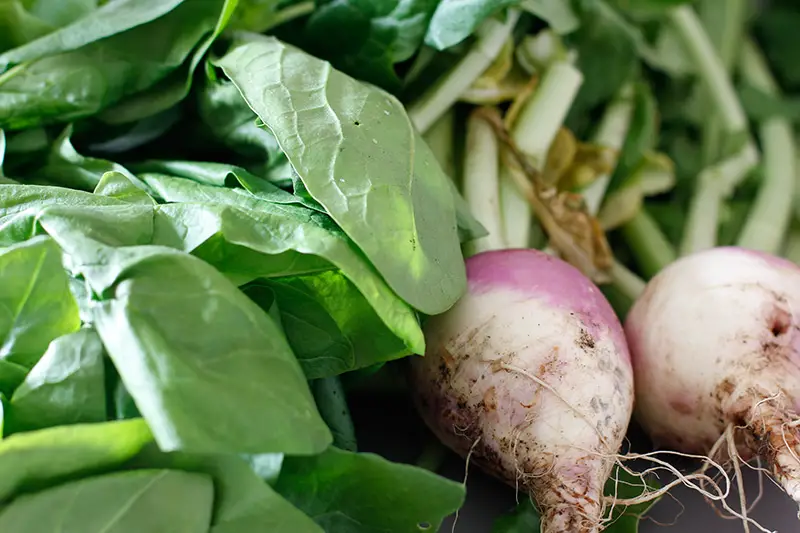 Aus Supermarkt für unsere Fairfood-Rezepte dient uns wie immer der WirEssenGesund-Garten