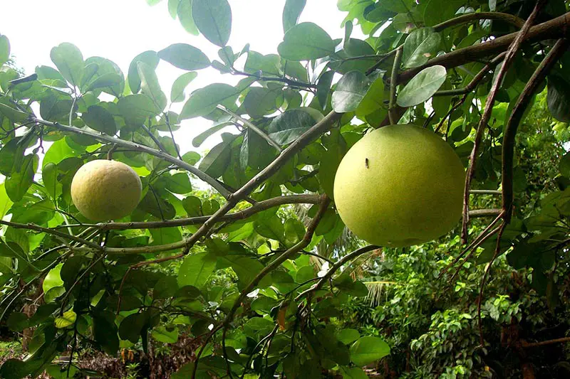 Pomelos wachsen an Bäumen, wie auch andere Zitrusfrüchte