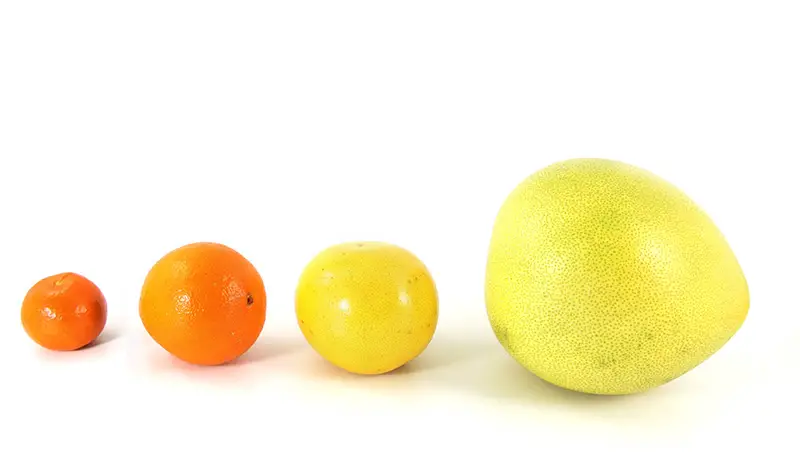 Größenvergleich zwischen Mandarine, Orange, Grapefruit und Pomelo