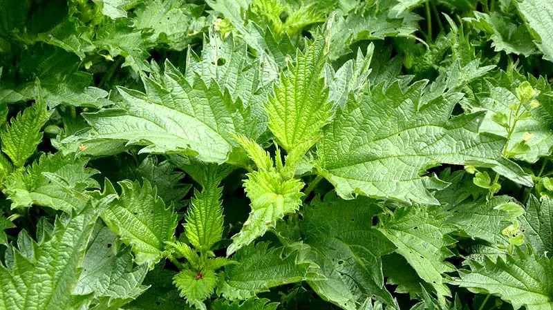 Brennessel gehören zu den gesündesten Pflanzen im Garten. Über den Tee wirken dessen Inhaltsstoffe auch in unseren Körper.