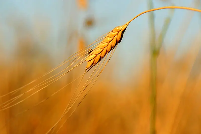 Farro – ein Getreide aus der italienischen Küche