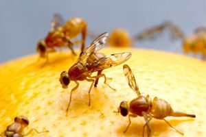 Hausmittel gegen Fruchtfliegen