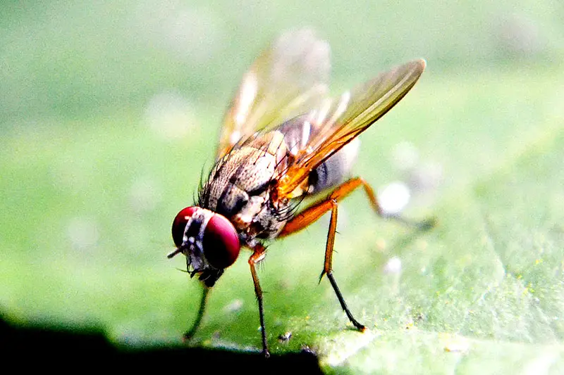 Fruchtfliegen nisten sich auch gerne in Blumenerde ein.