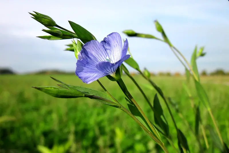 Die Pflanze des Leinsamen heißt auch Linum Usitatissimum - der nützliche Flachs