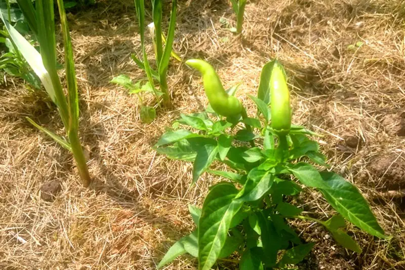 Der WirEssenGesund-Garten im Sommer