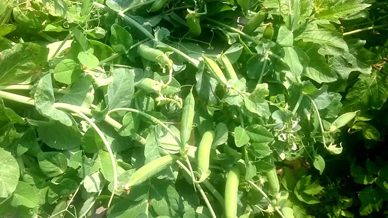 Die Erbsen sind nur ein Teil des Hochbeet-Erfolges. Da kommt noch mehr :)