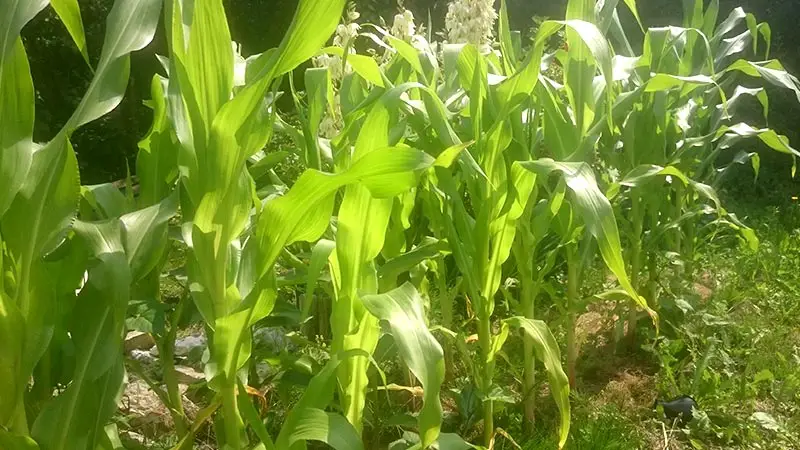 Der Mais wächst und wächst! Auch die Bohnen dazwischen kommen langsam. Nur die Zucchini haben die Schnecken nicht wirklich überlebt.