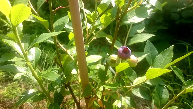 Beide Heidelbeersträucher tragen bereits im ersten Jahr. An jedem ist etwa eine Hand voll Früchte dran. Das selbe gilt auch für die neu gepflanzten Johannisbeeren und Himbeeren.