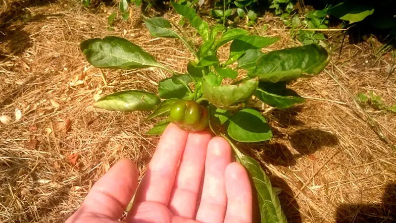 Die Paprika waren nicht ganz umsonst... eine hab ich sicher :P