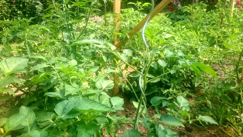 Bei den Tomaten mache ich mir keine Sorgen mehr. Es wird dieses Jahr auf jeden Fall Tomaten geben.