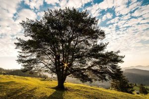 Heilerde – Wirkung und Anwendung eines Naturheilmittels