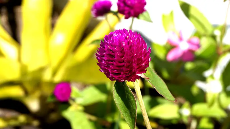 Lila blühende Blüte des Kugelamaranth