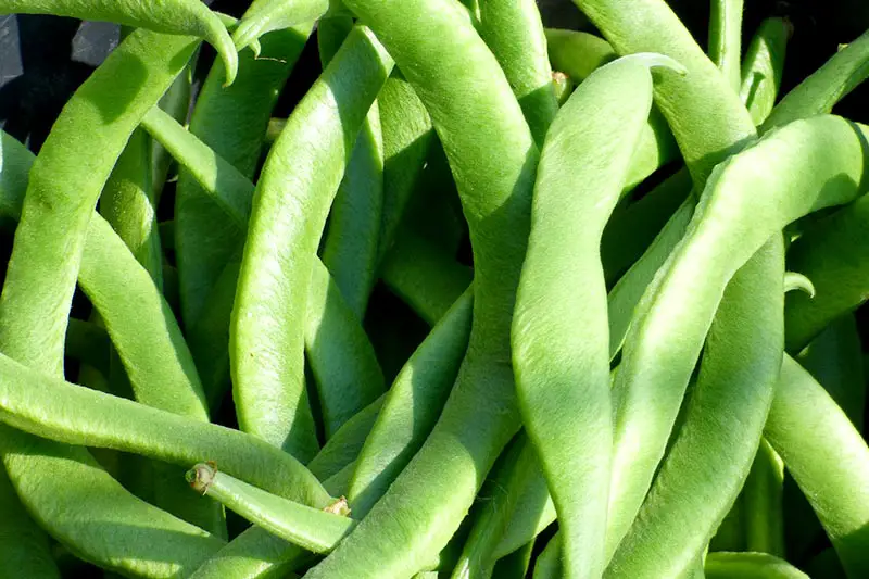 Stangenbohnen zubereiten: Putzen, Kochen, Einfrieren