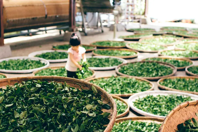 Der Geschmack von grünem Tee hängt an vielen Faktoren. Von der Ernte bis zur Lagerung können viele diesen begünstigen oder eben stören..