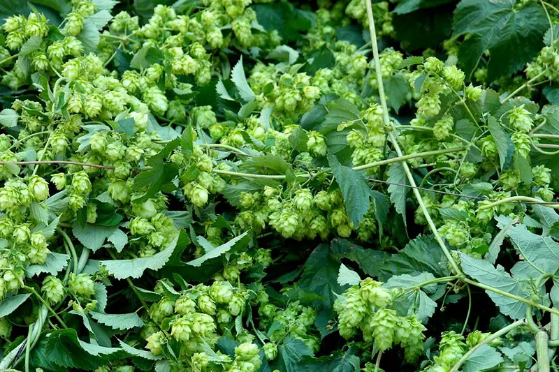 Hopfen