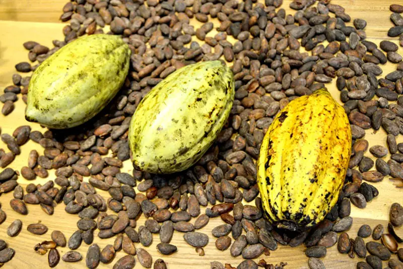 Einer der ältesten natürlichen Aromastoffe ist auch der Kakao. Geröstet oder gemahlen  verbessert er den Geschmack sowohl herzhafter, als auch süßer Speisen