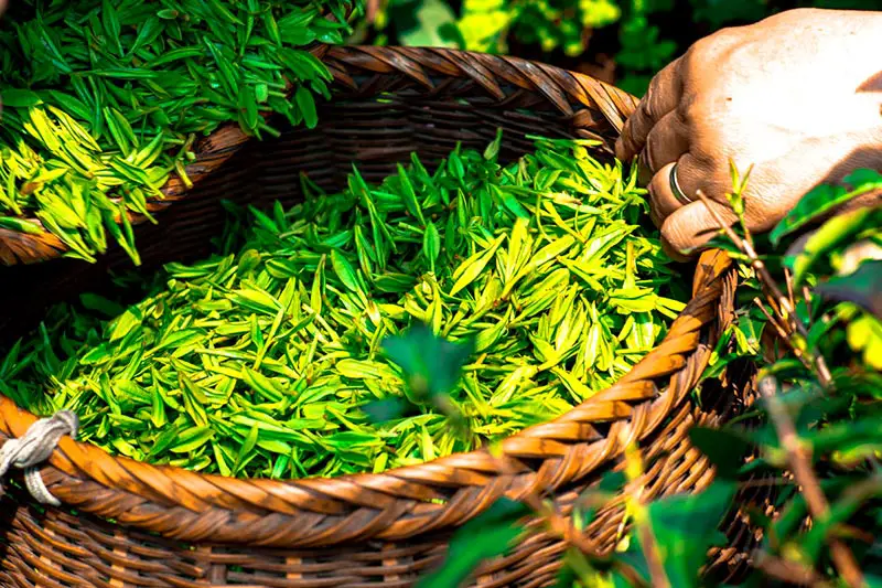 Grüner Tee Wirkung und Inhaltsstoffe