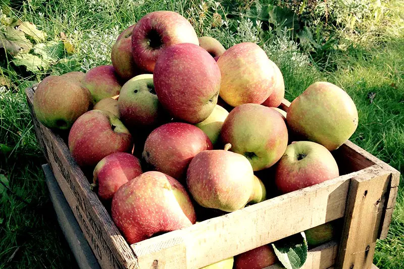 Äpfel richtig lagern