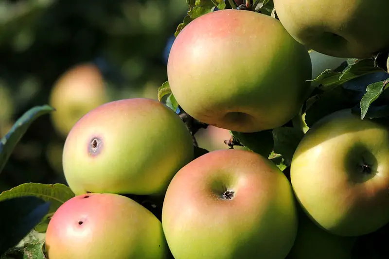 Die Apfelernte – Ein Kalender für den richtigen Erntezeitpunkt