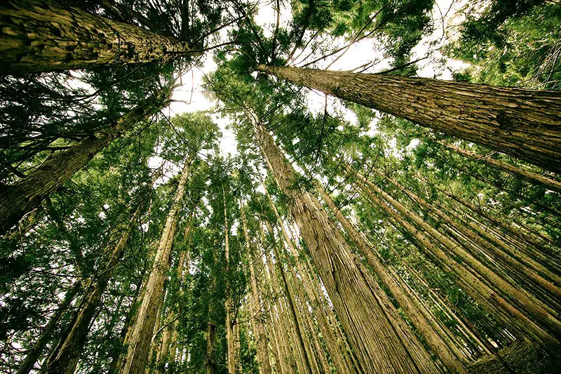 Einen Baum pflanzen