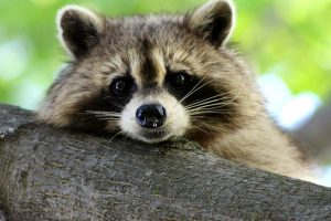 Biodiversität durch invasive Arten stark bedroht